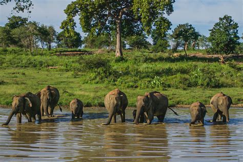 Wildlife Safari In Sri Lanka - Where To Go And Photos To Inspire You