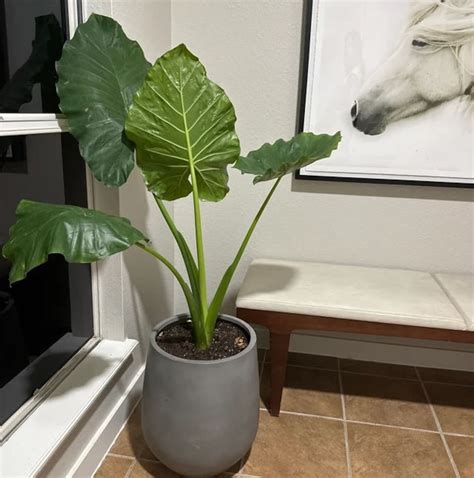 Elephant Ears Indoor Plant