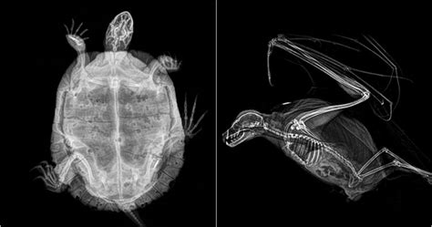 14 Foto x-ray gambarkan struktur tulang hewan, aslinya bikin takjub