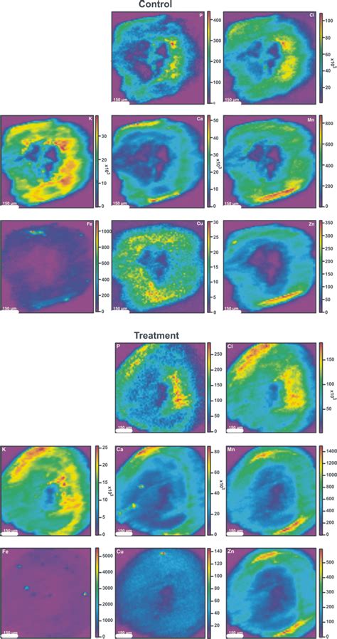 X-ray fluorescence microscopy image of the sections of the stems of... | Download Scientific Diagram