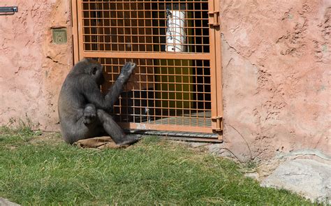 Calgary Zoo Archives - Paul Saulnier