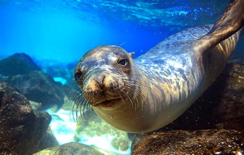 Mediterranean Monk Seal l Adorable - Our Breathing Planet