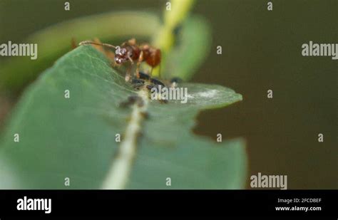 Extreme macro ants protecting aphids Stock Videos & Footage - HD and 4K Video Clips - Alamy