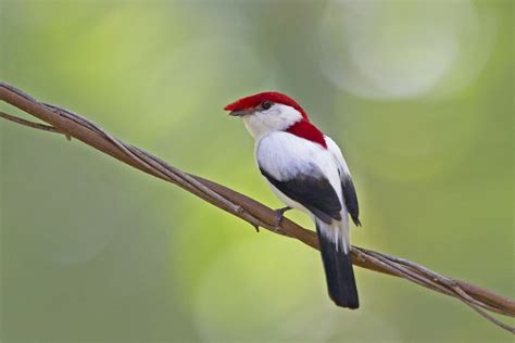 In Images: 100 Most Threatened Species | Live Science