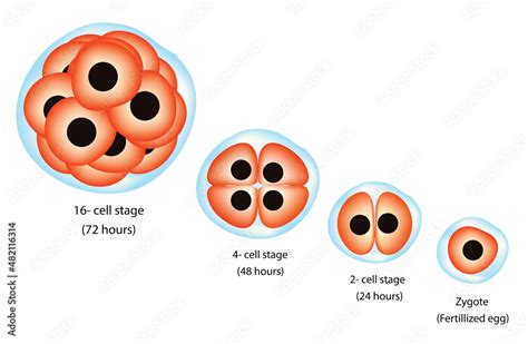 embryonic development stages (fertilization, cleavage, blastula formation, gastrulation, and ...