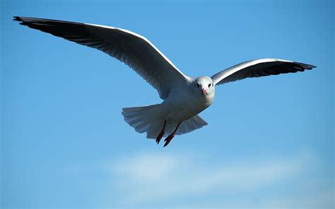 Free photo: Flying Seagull - Animal, Bird, Flying - Free Download - Jooinn