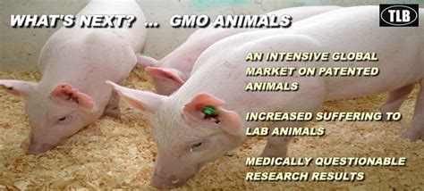 Experiments Involving GMO Animals Are Skyrocketing, Study Finds | Europe Reloaded