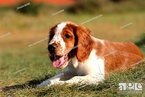 Welsh Springer Spaniel puppy, Stock Photo, Picture And Rights Managed ...