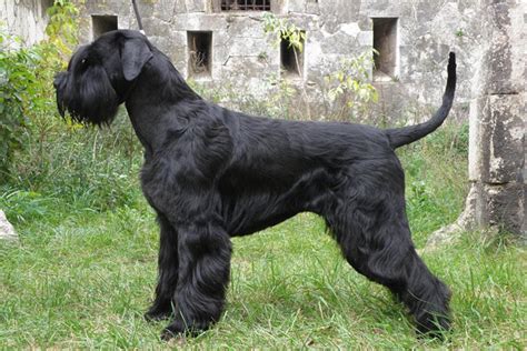 Giant Schnauzer Puppies for Sale from Reputable Dog Breeders