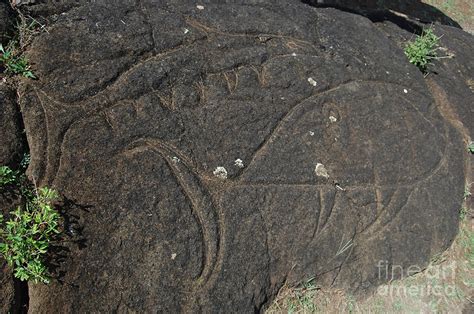 Easter Island - Petroglyphs Photograph by Elizabeth Crapo - Fine Art ...