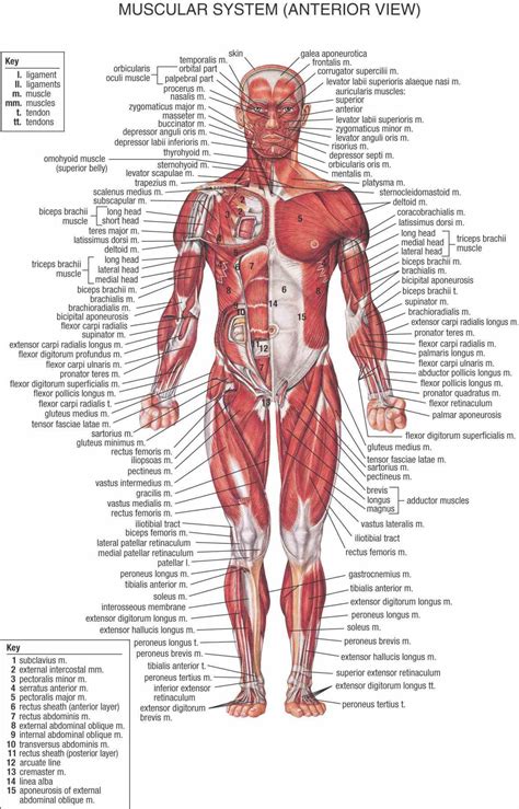 Major Systems Of Human Body Anatomy | MedicineBTG.com