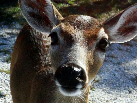 Key Deer, Florida Keys | Key deer, Animals, Deer