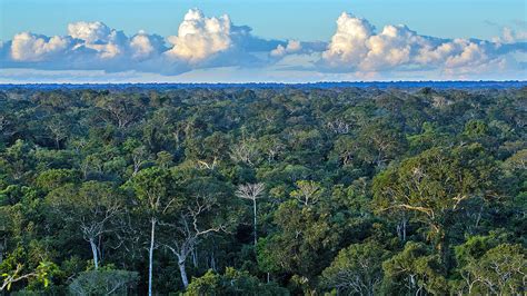 Amazonas Regenwald - Tiere Und Pflanzen Im Regenwald Abenteuer Regenwald - Der weitaus größte ...