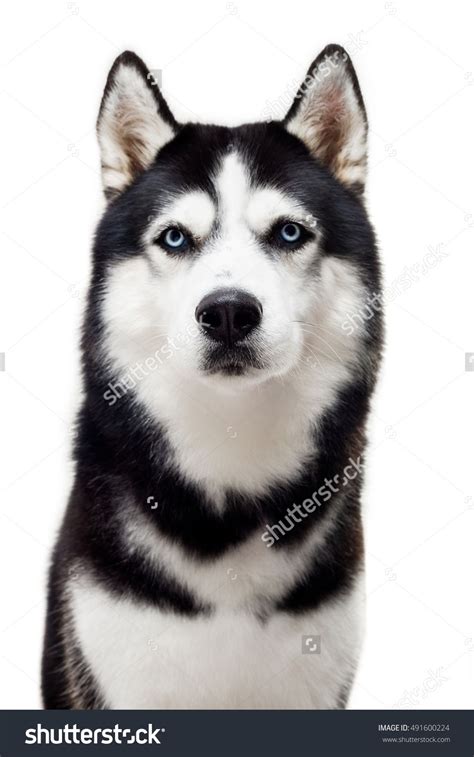 Very Serious Black White Husky Blue Stock Photo 491600224 ...