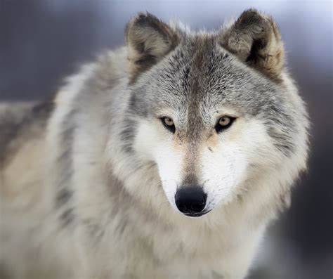 Why Is the Grey Wolf Still Endangered? - MyStart