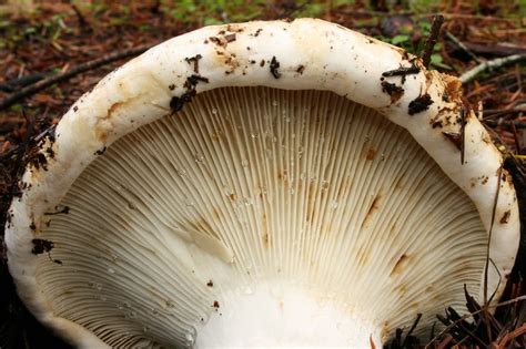 Russula brevipes: The Ultimate Mushroom Guide