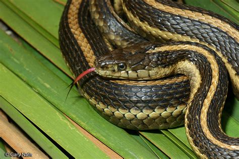 Giant Gartersnake - Thamnophis gigas