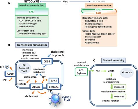 | Mevalonate metabolism in immune and cancer cells. (A) Fatty acid ...