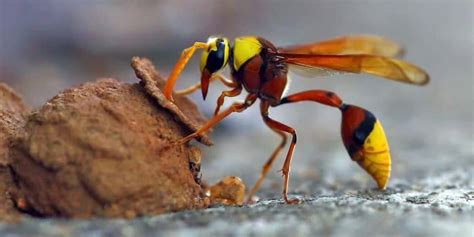 Different Types Of Wasps And Hornets