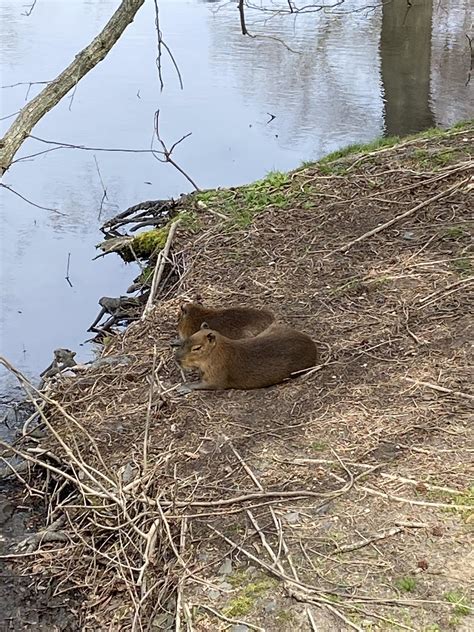 Saw some babies at the zoo : r/capybara