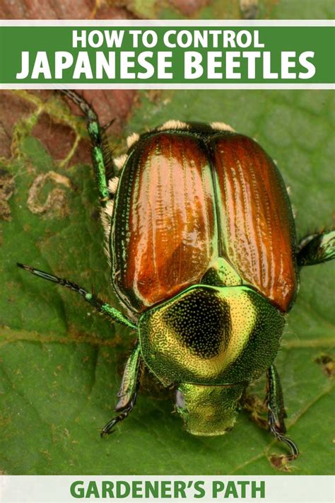 Japanese Beetle Larvae Identification