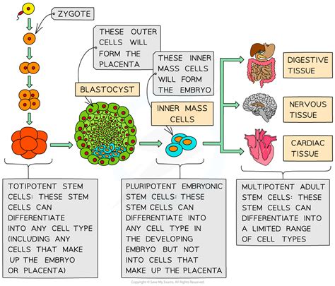 CIE A Level Biology复习笔记5.1.5 The Role of Stem Cells-翰林国际教育