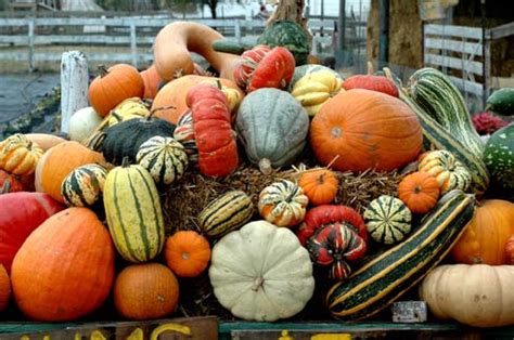 Fall Harvest Festival - Miller Farms Platteville CO - Boulder Locavore