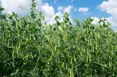 Fresh Young Green Pea Plants in the Ground on the Field. Stock Image - Image of fresh, farming ...