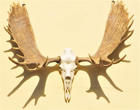 Moose Antlers Photograph by Clarence Alford