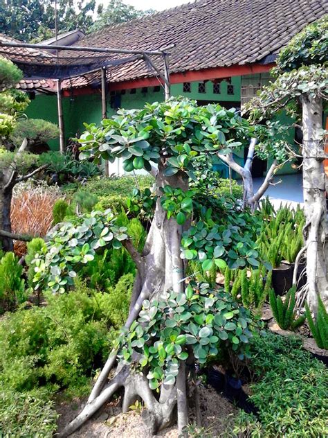 JUAL POHON BERINGIN KOREA BONSAI | Habiban Plants