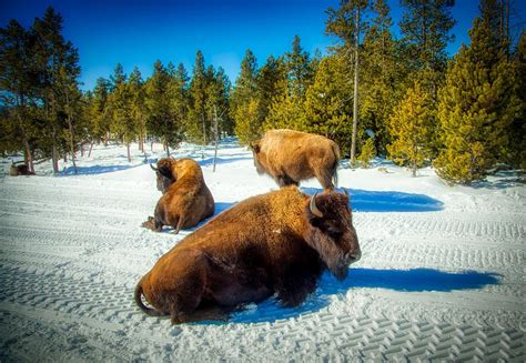 Winter Bison In Yellowstone Photograph by Mountain Dreams | Fine Art America