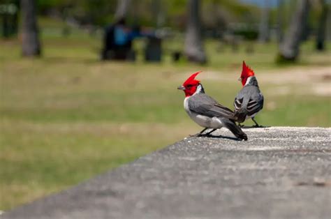 Red-Crested Cardinal - Facts, Diet, Habitat & Pictures on Animalia.bio