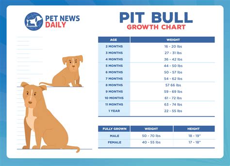 Pit Bull Growth Chart: How Big Will Your Pit Bull Get? - Pet News Daily