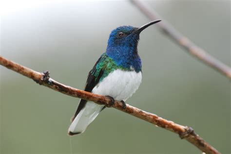 Colibrí Capucha Azul (Guía de Aves del Suroriente de Antioquia ...