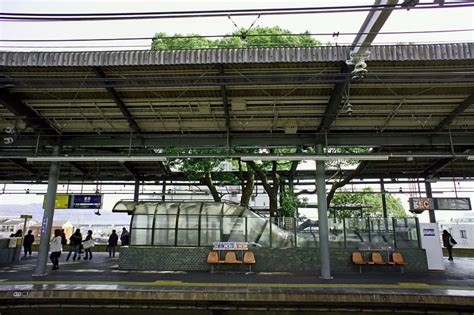 Kayashima: The Japanese Train Station Built Around a 700-Year-Old Tree