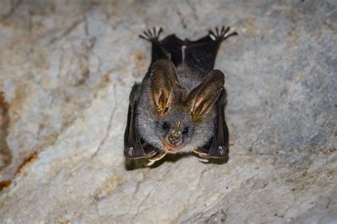 Lesser false vampire bat (Megaderma spasma)