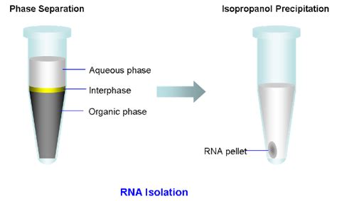 MolecularHUB: RNA isolation Protocol