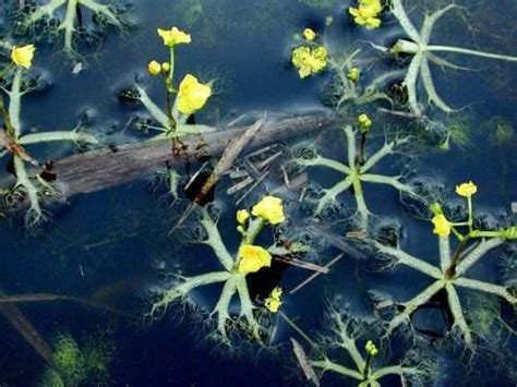 bladderwort (1) - Carnivorous Plant Resource