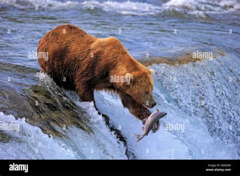 Grizzly Bear adult in water hunting salmon Brookes River Katmai ...