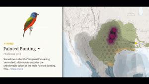 National Audubon Society's Bird Migration Explorer | Blue Raster