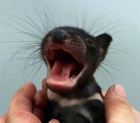 Baby Tasmanian Devil | Bored Panda