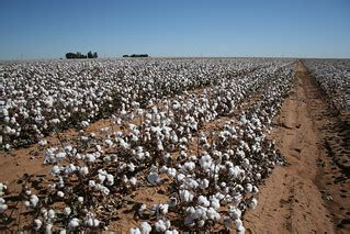 West Texas Cotton | Cotton fields ready for harvest, Highway… | Flickr