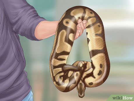 5 Ways to Care for Your Ball Python - wikiHow