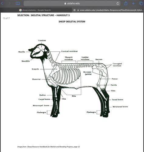 Sheep Skeleton | Skeleton anatomy, Animal science lessons, Bone art