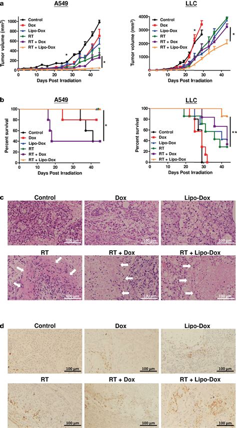 PEGylated liposomal doxorubicin exhibits radiosensitization and ...