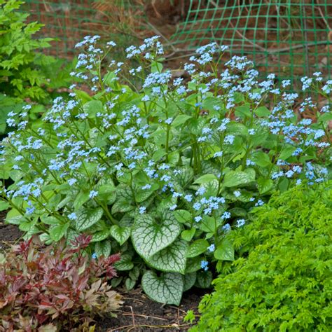 Brunnera macrophylla 'Jack Frost' PP13859 CPBR1799 | Walters Gardens ...