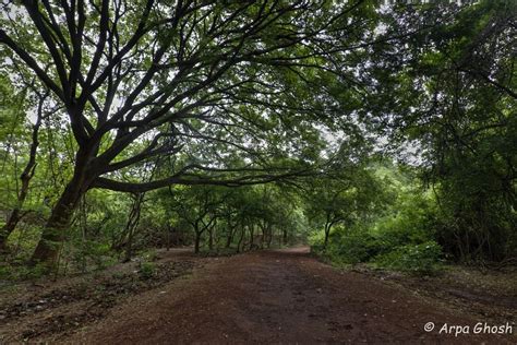 Ananthagiri Hills Tour: Everything You Need To Know About Ananthagiri ...