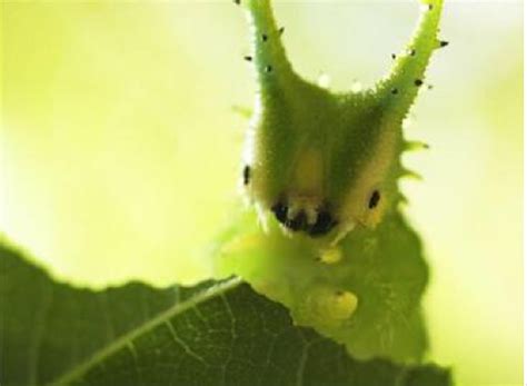 Japanese Emperor Caterpillar: What's Not to Love With a Face Like This :3 | Featured Creature