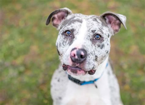 Catahoula Bulldog Pictures - AZ Animals