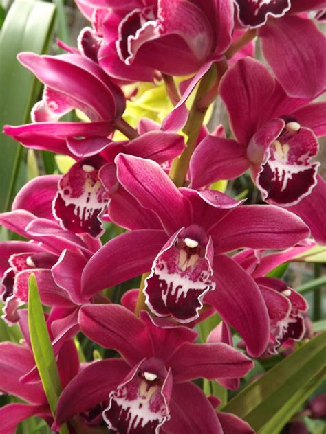 My Orchids Journal: NOID - Cymbidium Orchids